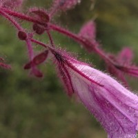 Strobilanthes pulcherrima T.Anderson